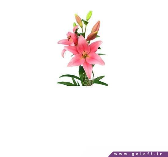 گلفروشی آنلاین - گل لیلیوم برادواک - Lilium | گل آف